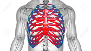 Symptoms of intercostal muscle strain include: Human Skeleton Anatomy Rib Cage 3d Rendering For Medical Concept Stock Photo Picture And Royalty Free Image Image 165379263