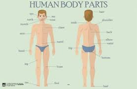Start studying the parts of body. Human Body Parts Quote Framed Poster For Home School Fine Art Print Art Paintings Posters In India Buy Art Film Design Movie Music Nature And Educational Paintings Wallpapers At