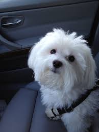 Okay A Friend Watched The Dogs While We Were Out Of Town For A Few Days And Ha I Have Been Validated She Said There Maltese Dogs Maltese Puppy Cute Puppies