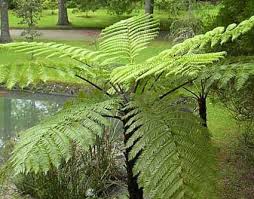 Image result for Cyathea