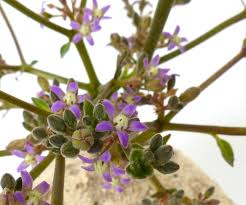 Image result for Raphionacme lanceolata