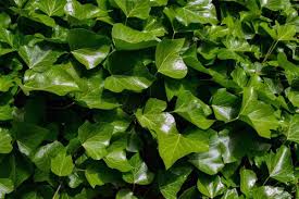 It's a climbing vine that can grow up to 90 feet long if properly supported on a fence, wall, or trellis. Growing English Ivy Plant Hedera Helix A Full Guide Gardening Tips