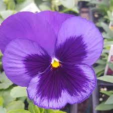 Seasonsminot.com offers best wedding flowers online with free delivery. Lowe S Garden Center Home Facebook