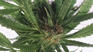 How to get rid of spider mites during flowering. Red Spider Mites In Cannabis Prevention And Treatment