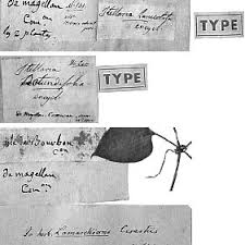 Image result for Stellaria mannii