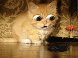 Affordable and search from millions of royalty free images, photos and vectors. 49 Funny Cat Wallpaper On Wallpapersafari