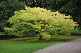 Image result for Celtis