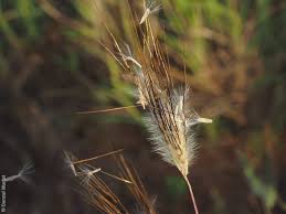 Image result for Dichanthium sericeum