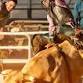 Coolgardie Outback Festival event image