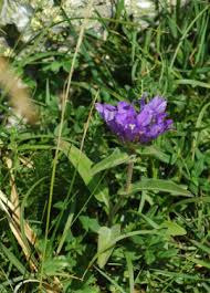 Image result for Cyphia lasiandra