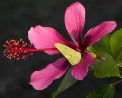 This is normal, since the conditions in a pot differ from that outdoors. Fiji Island Tropical Hibiscus Tropical Plants Almost Eden