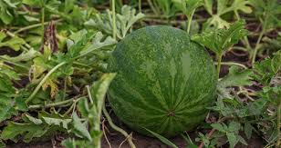 Cash and other stuff that a sugar baby gets is called. Wassermelone Sugar Baby Gonninger Samen