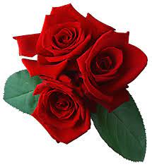 Red Rose Red Rose Png Rose Flower Png Red Roses