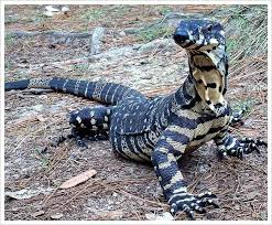 Black And White Tegu Lizard Sc Goanna There Is 20 Species Goannas Are Carnivorous Reptiles Cute Animals Animals Australian Animals
