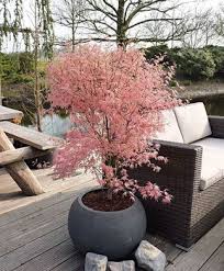 Japanischer Facherahorn Taylor Garten Japanischer Garten Garten Landschaftsbau