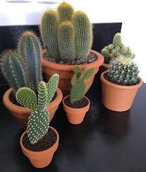 Shop Succulents Network Cactus Plants Plants Cactus House Plants