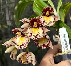 Image result for Oeceoclades saundersiana