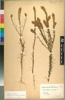 Image result for Hebenstretia dentata