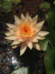 10 plant cuttings you can root & grow in water. Van Ness Water Garden Peach Hardy Water Lilies
