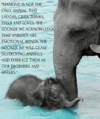 I Want To Be As Happy As An Elephant Elephant Quotes Elephant Facts Elephant Love