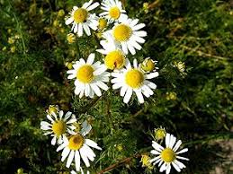 Fortunately, many plants look like weed so don't get scared when you see such kind of plant in your spider flower produces leaves that are almost like a weed plant. Easy Guide To Identify Common Flowering Lawn Weeds Lawnscience
