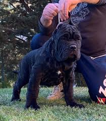 El mastín napolitano es uno de los molosos descendientes del dogo del tíbet (mastín tibetano) que eran criados por los fenicios. Mastino Napoletano Beitrage Facebook