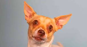 Hope the chihuahua pug mix chug at about 1 year oldhope was rescued from an spca while shown during a visit day at a local petco. Chiweenie Dog Discover The Chihuahua Dachshund Mix Breed