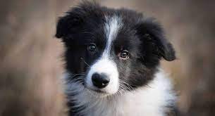 Maybe you would like to learn more about one of these? Best Food For Border Collie Puppies A Medium Large Breed