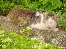 Da sie sonst immer nur in den. Nadine Schroter Guxhagener Katzenhilfe Ev
