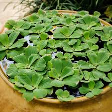 Image result for Pistia