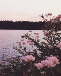 Flowers Nature And Pink Image Beautiful Nature Scenery Landscape