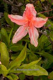 Image result for Rhododendron molle
