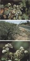 Image result for Blepharispermum pubescens