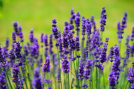 La nostra selezione delle 5 piante che sempre sul tema del giardinaggio e delle piante da coltivare in vaso ed in giardino, eccoti alcuni. Piante Da Vaso Resistenti Al Freddo