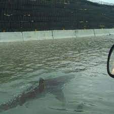 Stream nice, a playlist by hoaxshark from desktop or your mobile device. Why Do Hoaxes Go Viral During Natural Disasters Like Hurricane Harvey The Verge