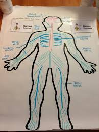 Nervous System Jj Human Body Systems Nervous System Projects Human Body Science