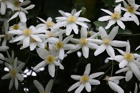 New zealand's long geological isolation means that most of its flora is unique, with many durable hard woods. New Zealand Clematis Clematis Paniculata