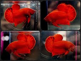 Betta Fish Solid Super Red Hmpk Halfmoon Plakat Male Fhp667 động Vật