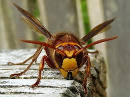 Hornets board 'on record' about draft/fa/trades thread to the index and set this thread as an. European Hornets Sussex Wildlife Trust