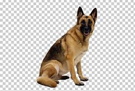 She recently had a litter of eight pups but was found with nine babies when donna warner went out to the barn to check on her one morning. German Shepherd Border Collie Cat Puppy Png Clipart Animal Animals Belgian Shepherd Malinois Border Collie Carnivoran