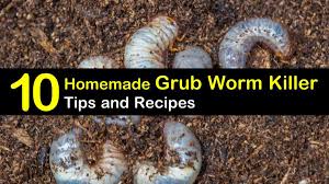 If you miss this window and are already seeing damage to your lawn from grubs you will need to apply a curative curative treatments kill the older grubs that are currently active in the soil. Killing Grub Worms Naturally 10 Homemade Grub Worm Killer Tips And Recipes