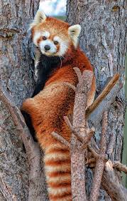 Red Panda Version 2 By Steve Harrington In 2020 Red Panda Cute Red Panda Panda Artwork