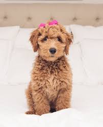 › goldendoodles for sale in houston. Meet Rosie Girl The Goldendoodle House Of Harper House Of Harper