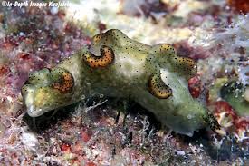 Image result for Isoglossa punctata