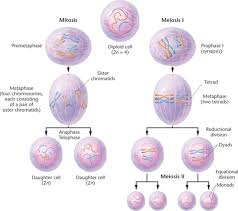 Some textbooks list five, breaking prophase into an early phase (called prophase) and a late phase (called prometaphase). Mitosis And Its Phases Earth S Lab