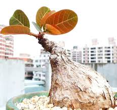 Image result for Phyllanthus paxii