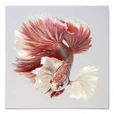 See more ideas about halfmoon betta, betta, breeds. Rose Dumbo Halfmoon Betta Fish 2 Photo Print Zazzle Com