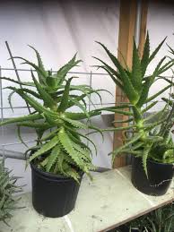 Image result for Aloe cameronii