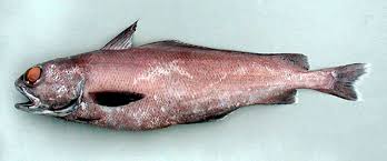 Image result for Moraea clavata