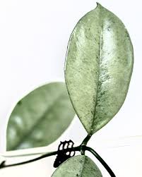 Image result for Hyparrhenia griffithii